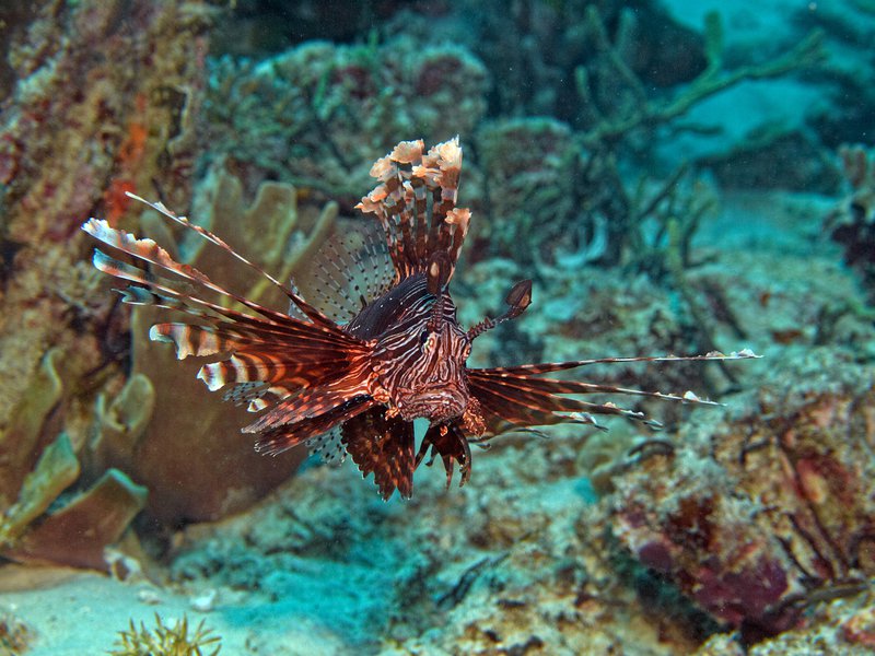 Lion Fish, Home Reef